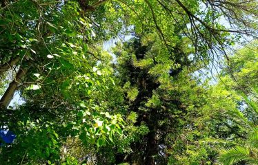 Three Bedroom House For Sale in Disaneng, Maun